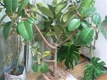 観葉植物も避難！？