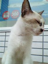 コンビニの主？