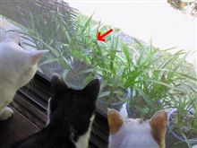 猫のスナイパー