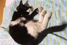 布団を占領されてます…