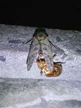 今からですか…