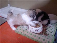 シーズ赤ちゃん　暴れる。。。 