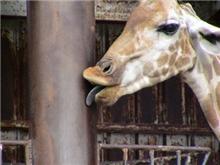 キリンの舌の色は？