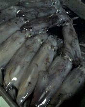 頂き物