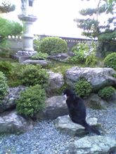 いつか、ネコマタになる日。