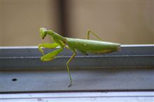 カマキリ