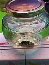 UFOキャッチャーの景品 UFOキャッチャーの景品