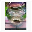 ＵＦＯキャッチャーの景品