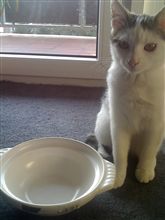 「猫なべ」って知ってます？ 
