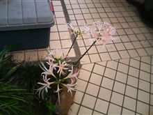 お墓参り完了→そしてお仕事へ･･･（＾＾；