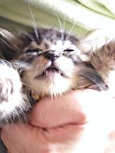 里親探しにご協力！