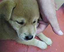 新しい家族かも(=ﾟωﾟ=)