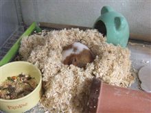 涼しくなりましたね