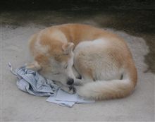 寒がりハナ　第二章  