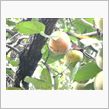 食欲の秋♪
