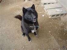 愛犬クーちゃん脱走！