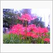 朝の曼珠沙華