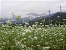 １０月に入りました。桜も秋桜もそばの花も咲いてます。