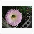 無事に六つの花が咲きました！
