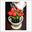 可愛そうな植木。