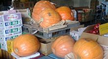 ハロウィン用のお化けカボチャがいよいよ入荷