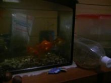 魚・・・