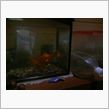 魚・・・