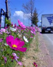 ちょっと花見に(^^)