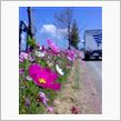 ちょっと花見に(^^)