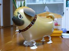 今日のわんこ