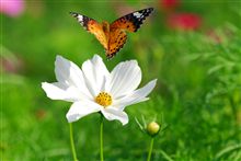 秋・花の季節到来