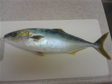 本日の釣果