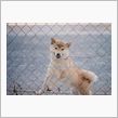 歌う犬