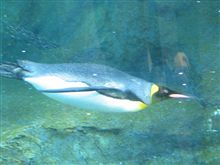カングーでお出かけ・三度目の旭山動物園
