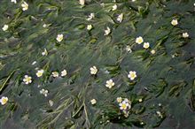 清流に中で