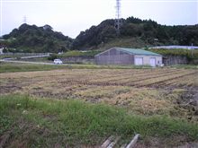餅米を刈り取りしました！