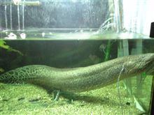 肺魚