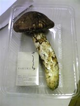 秋の味覚！