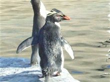イワトビペンギン　旭山動物園