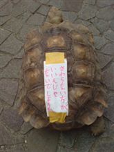 担いだ亀御輿はぁ～？(&#180;Д｀)