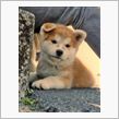 ハナ　エピソード その１