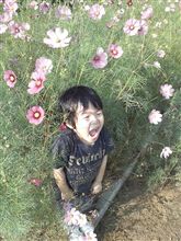 秋の花゚・*:.。. .。.:*・゜ 秋の花゚・*:.。. .。.:*・゜