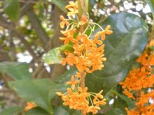 花言葉は「初恋」…