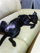 くつろぎ中