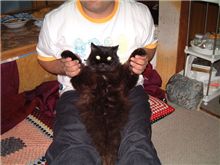無抵抗nya