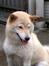 眉毛　犬？