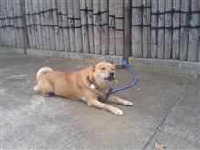 実家の犬