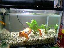 水換え終了。