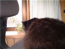 猫という生き物は・・・。