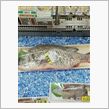 鮮魚売り場の年無し